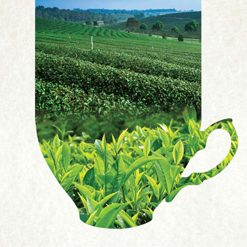 https://www.wysiwyg.co.in/sites/default/files/worksThumb/Teloijan-2015-tea-brochure-corporate-profile-a4-03_0.jpg