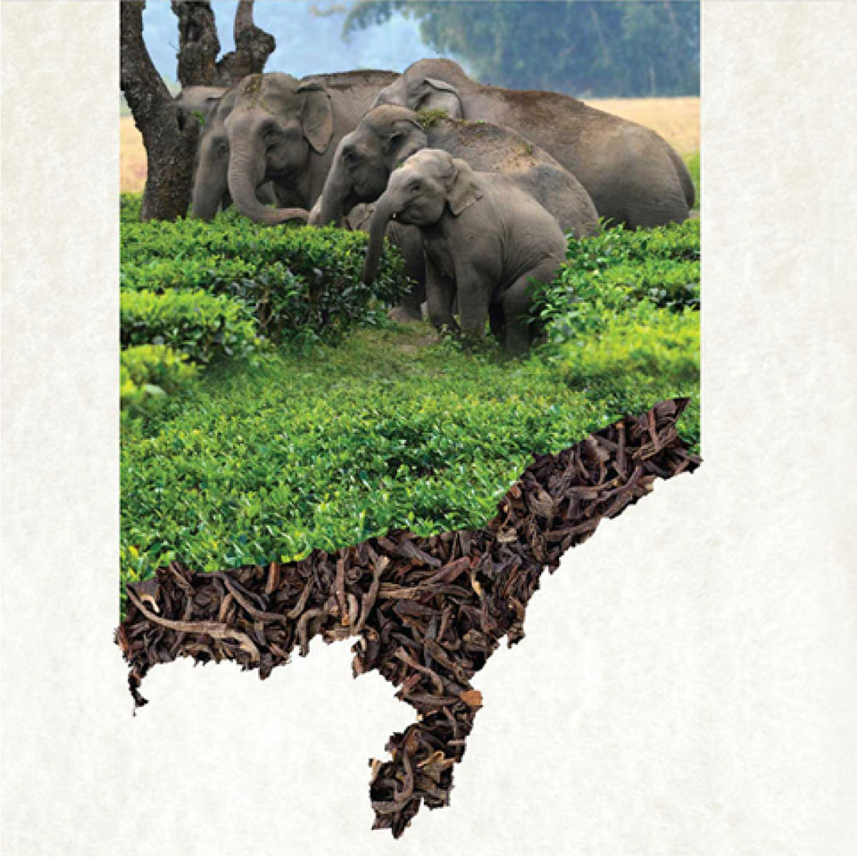 https://www.wysiwyg.co.in/sites/default/files/worksThumb/Teloijan-2015-tea-brochure-corporate-profile-a4-04.jpg